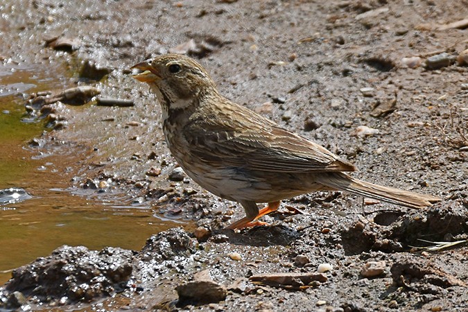 Corn Bunting - ML462599671