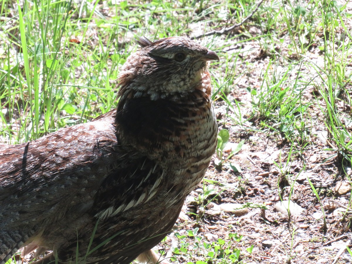 Ruffed Grouse - ML462600501