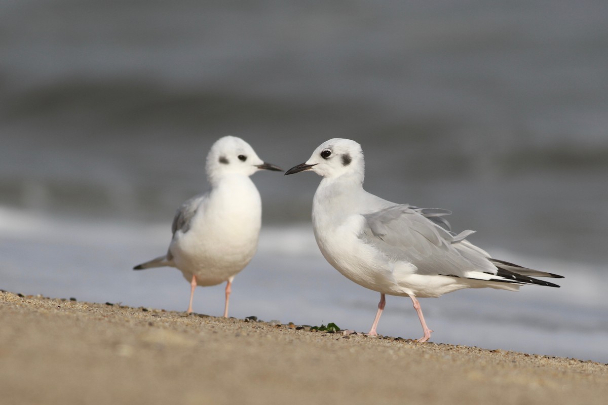 Bonaparte's Gull - Evan Lipton