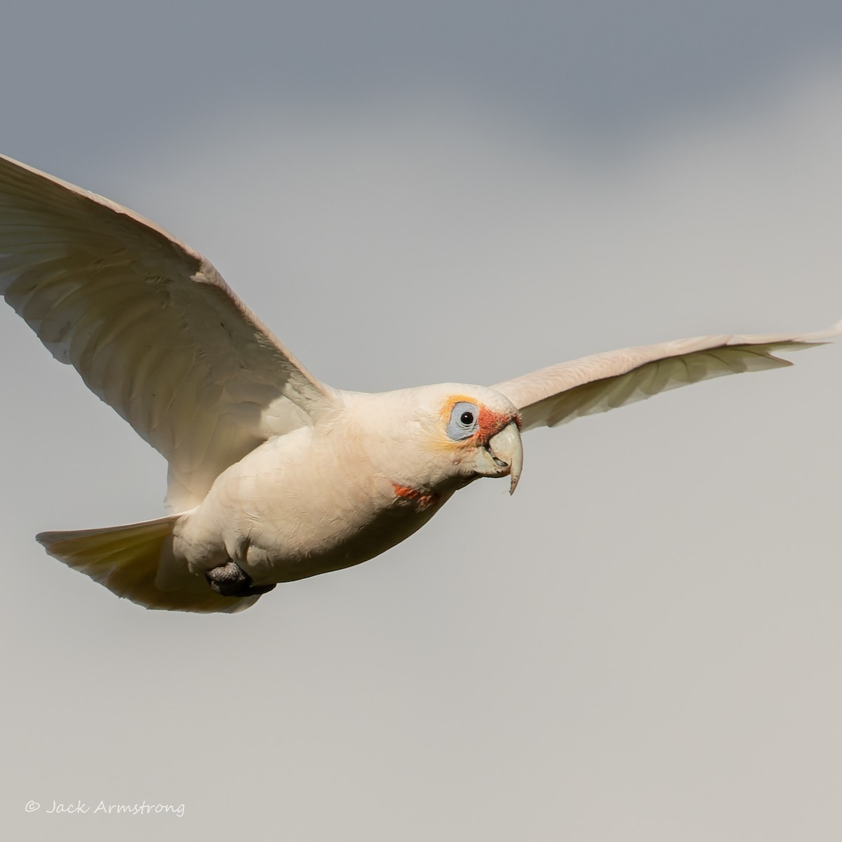 Long-billed Corella - ML462603891