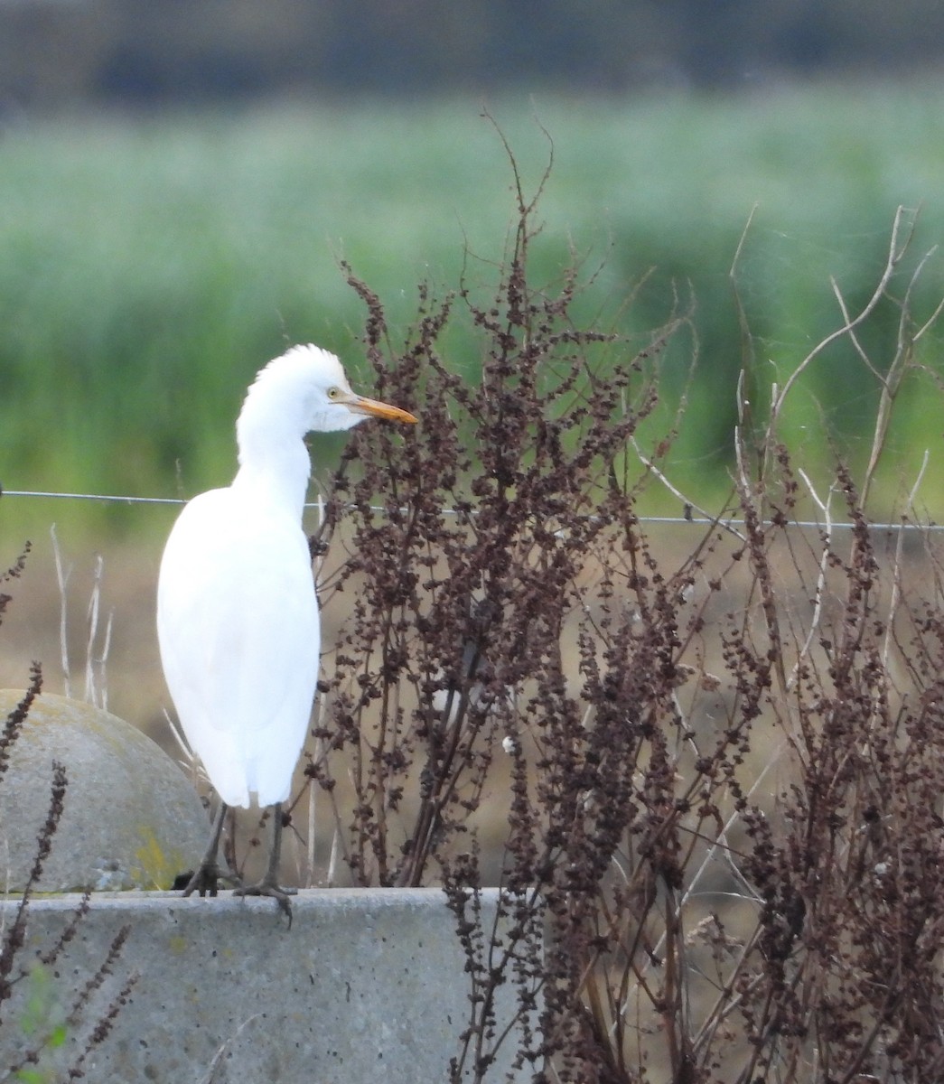 Eastern Cattle-Egret - ML462604271