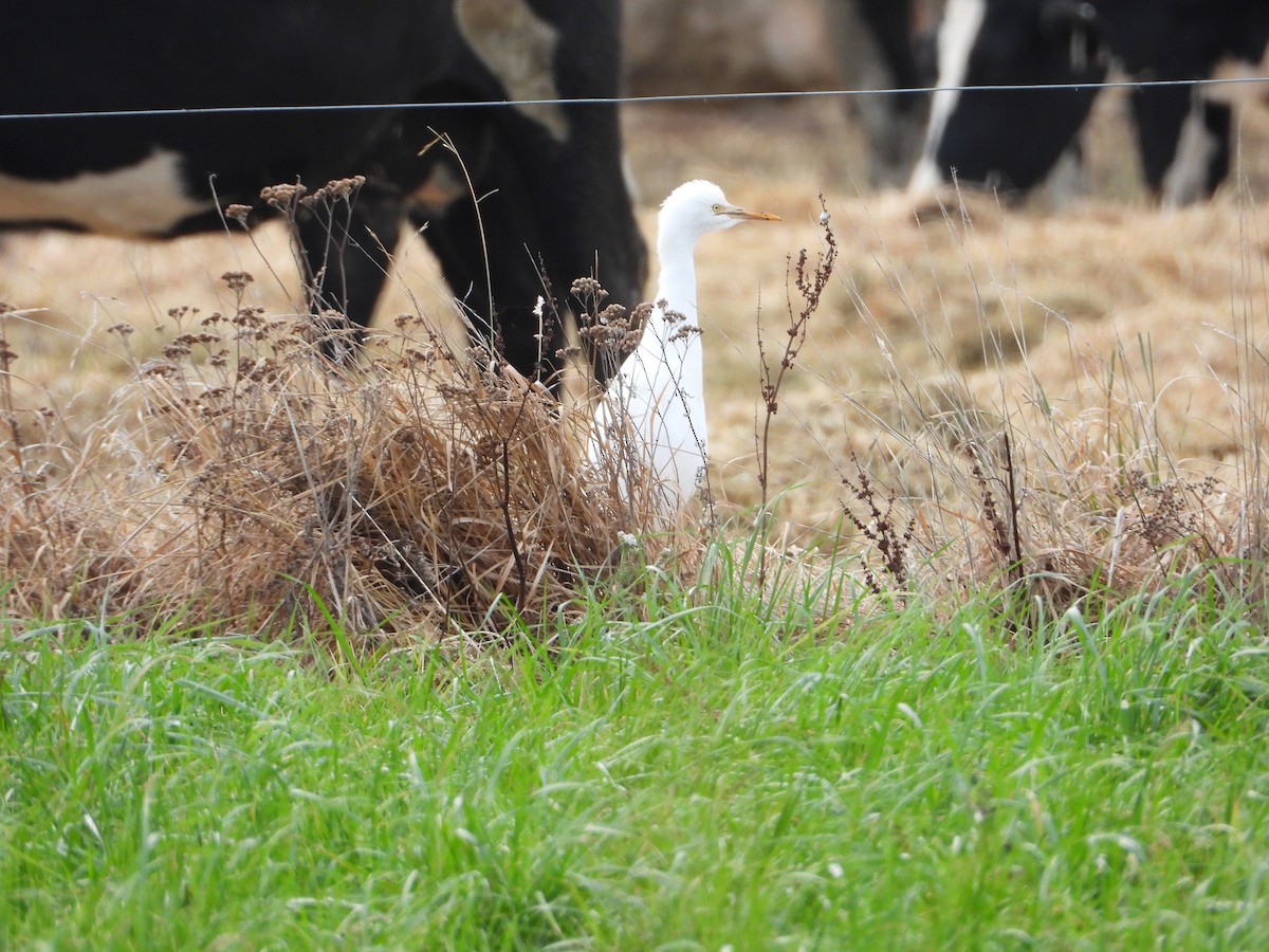 Eastern Cattle-Egret - ML462604341