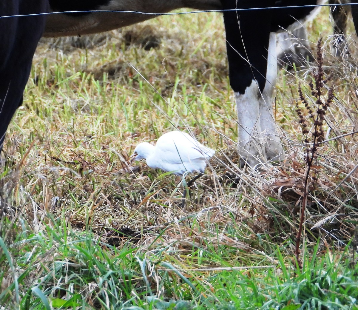 Eastern Cattle-Egret - ML462604381
