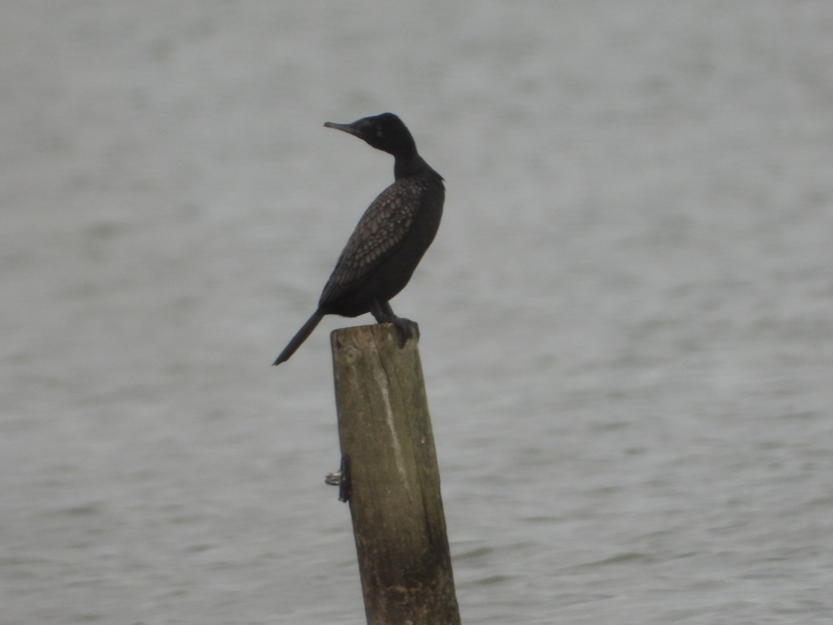Little Black Cormorant - ML462604621