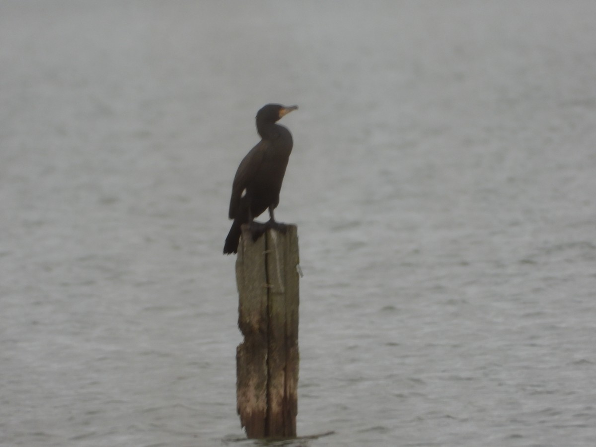 Ubarroi handia - ML462604751