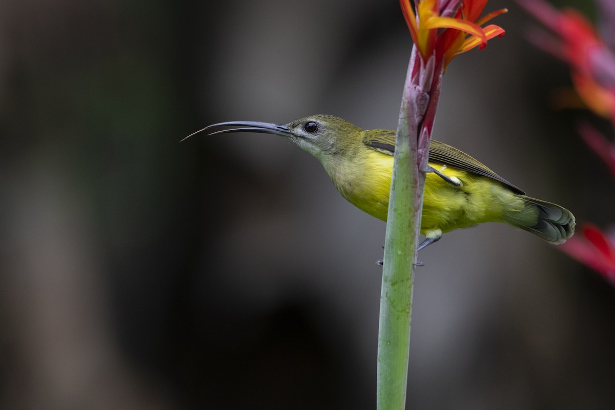 Little Spiderhunter - ML462604891