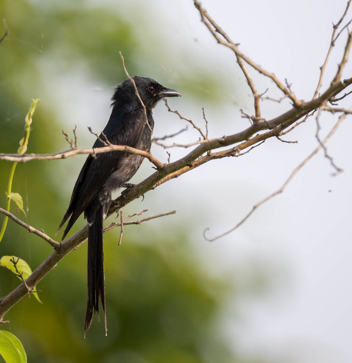 Black Drongo - Kai Pflug