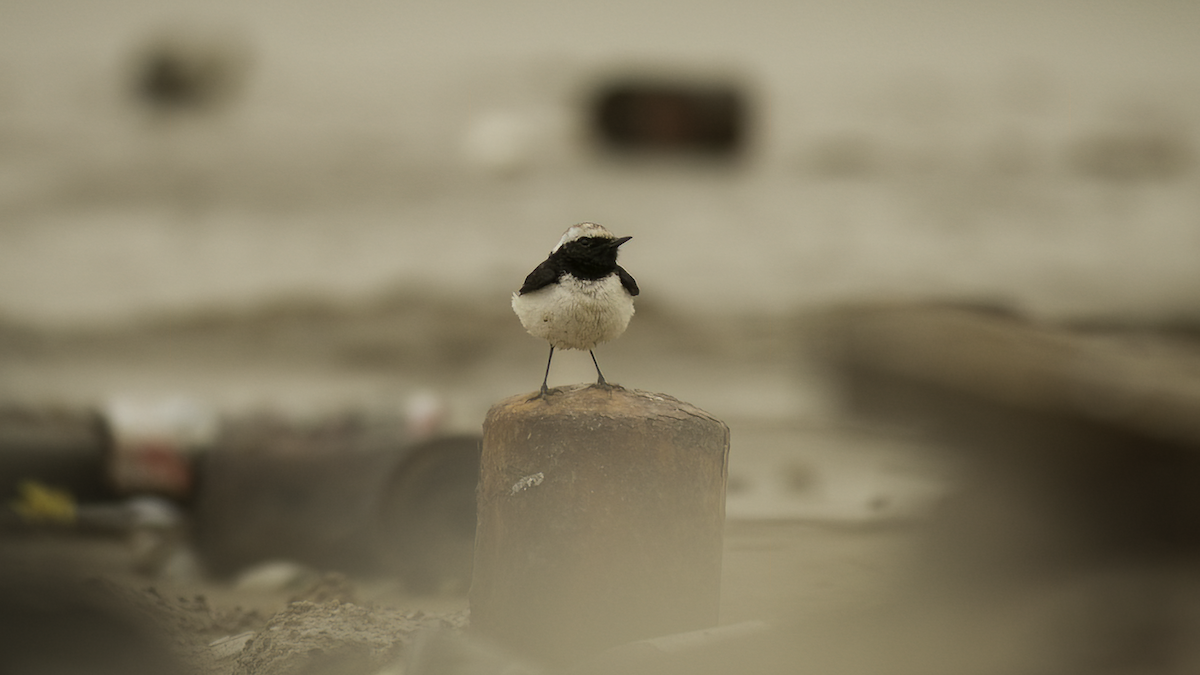 Pied Wheatear - ML462607641