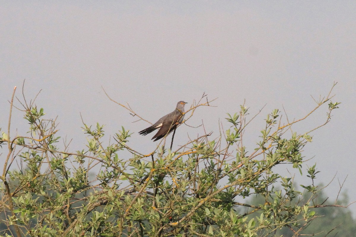 Common Cuckoo - ML462608711