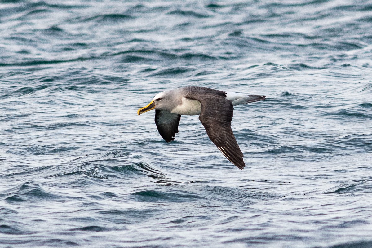 Buller's Albatross - ML462610131
