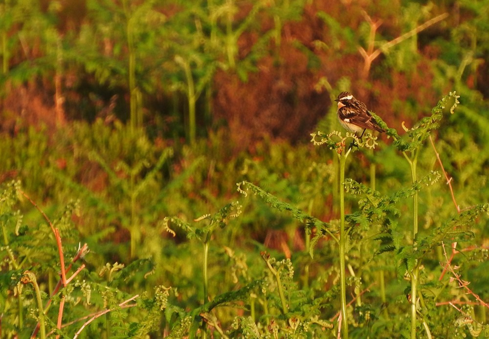 Whinchat - ML462610441