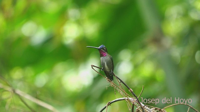 Long-billed Starthroat - ML462612421