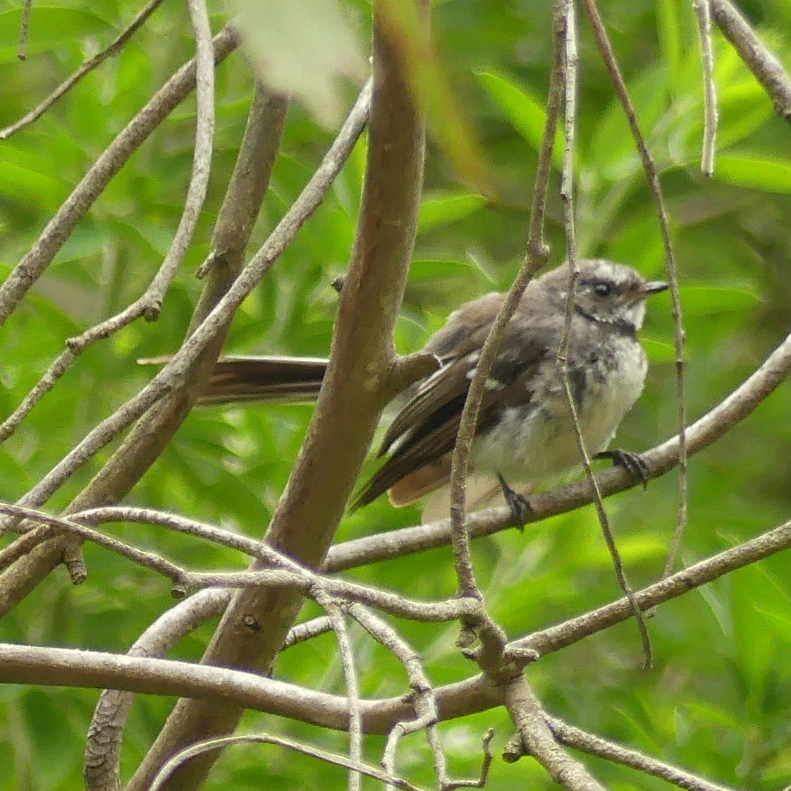 Gray Fantail - ML462612521