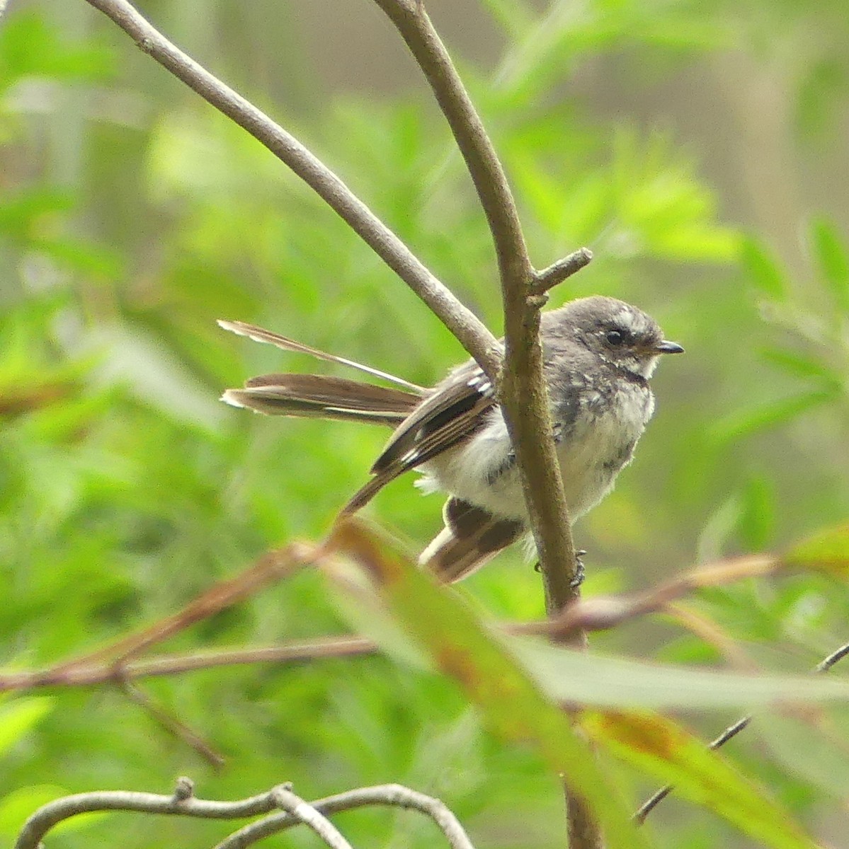 Gray Fantail - ML462612671