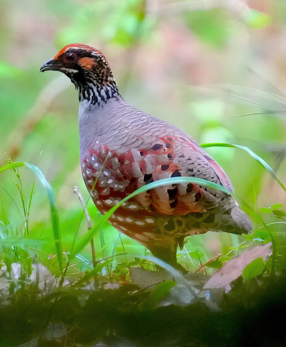 Hill Partridge - Sudip Simha