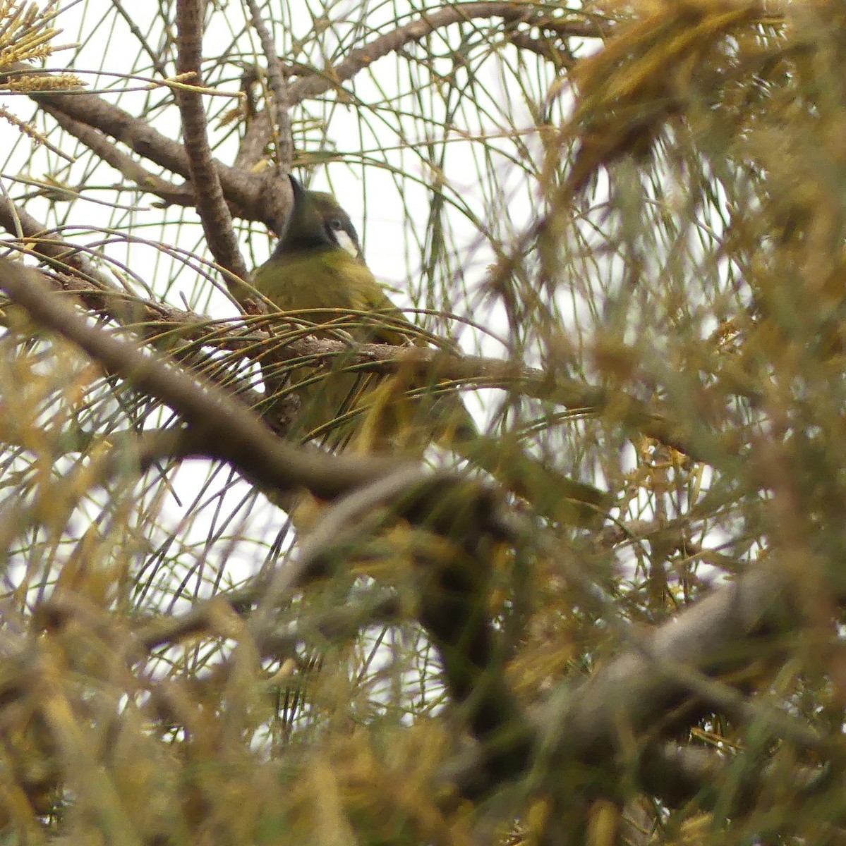 White-eared Honeyeater - Diana Flora Padron Novoa