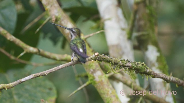 Long-billed Starthroat - ML462613591