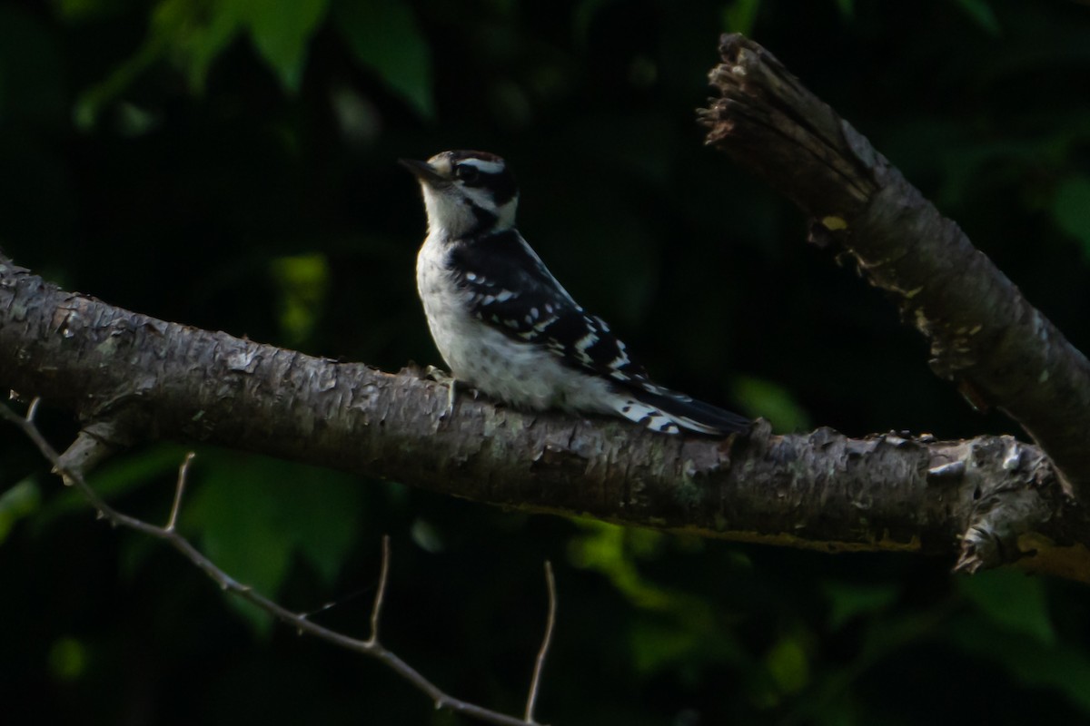 Downy Woodpecker - ML462613761