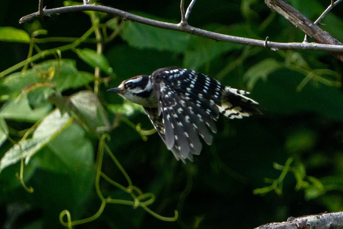 Downy Woodpecker - ML462613781