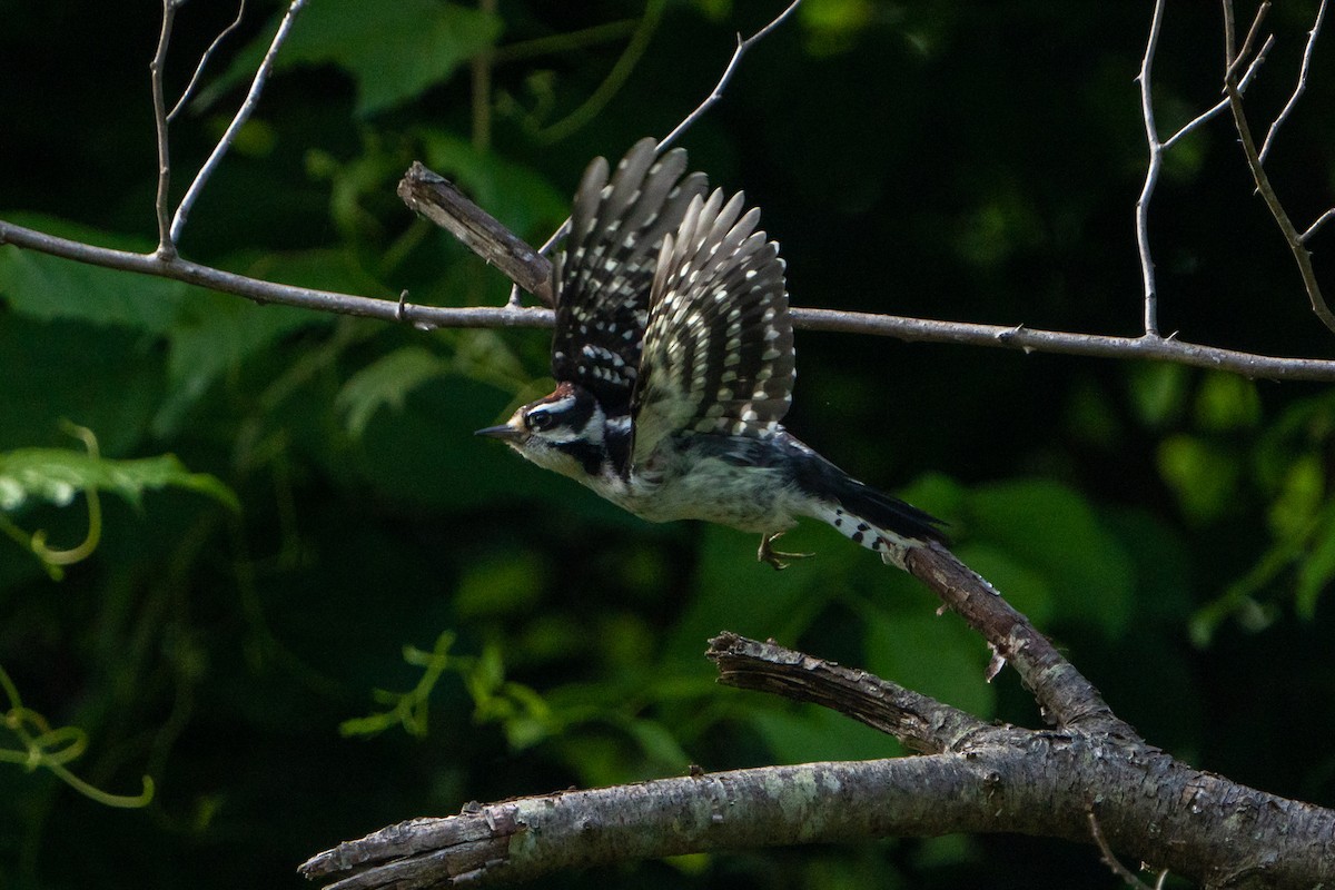 Downy Woodpecker - ML462613791