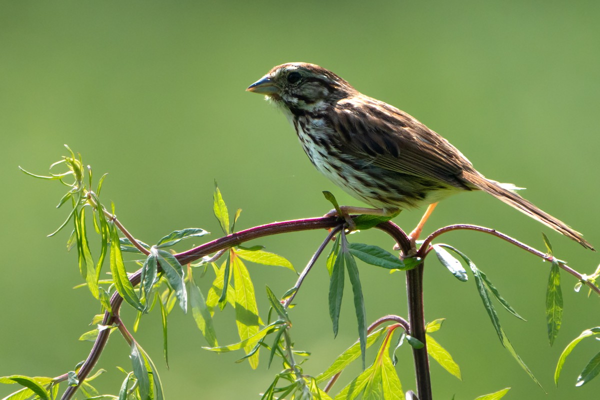 Song Sparrow - ML462613861