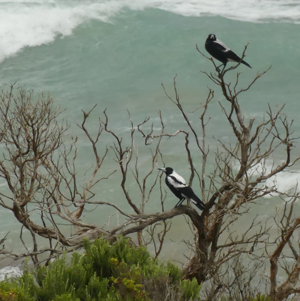 Australian Magpie (White-backed) - ML462614091