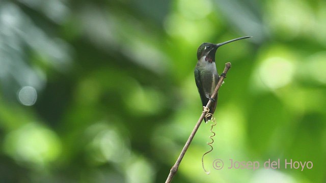 Long-billed Starthroat - ML462614101