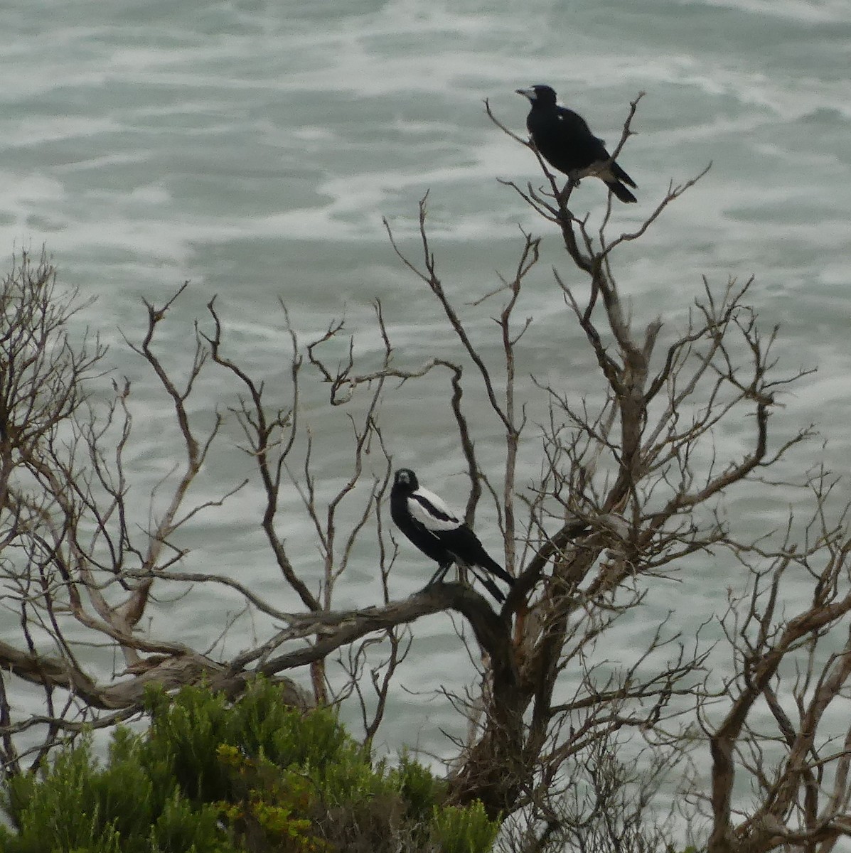 Australian Magpie (White-backed) - ML462614451