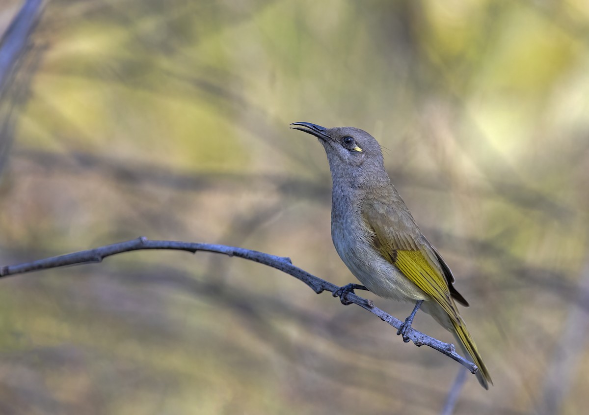 Brown Honeyeater - ML462614471