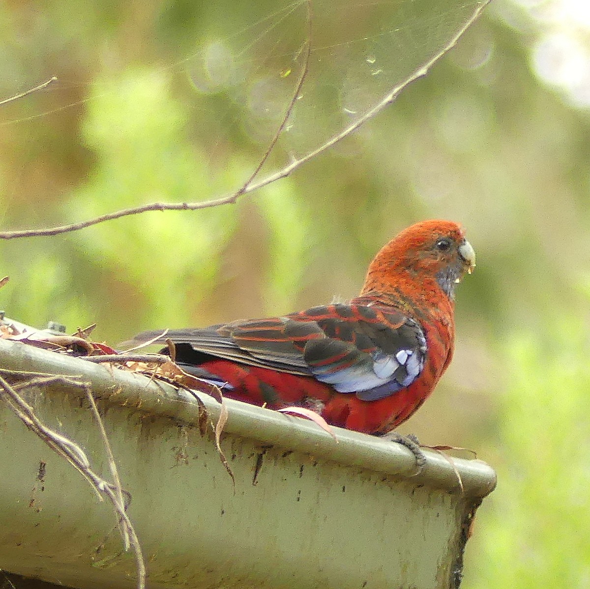 Crimson Rosella - Diana Flora Padron Novoa