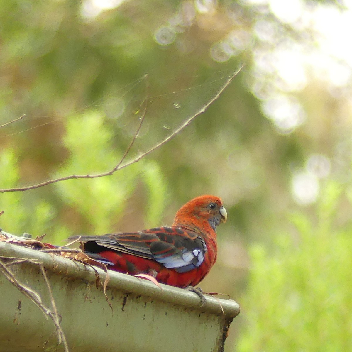 Crimson Rosella (Crimson) - ML462614781