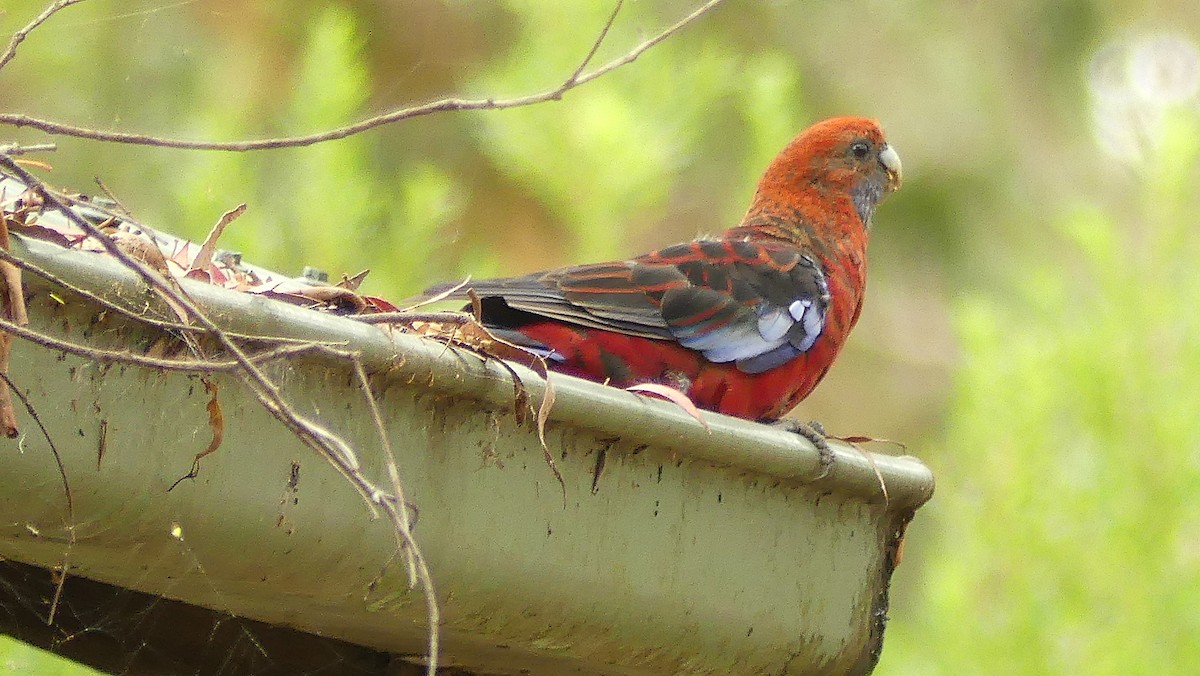 Crimson Rosella - ML462614901