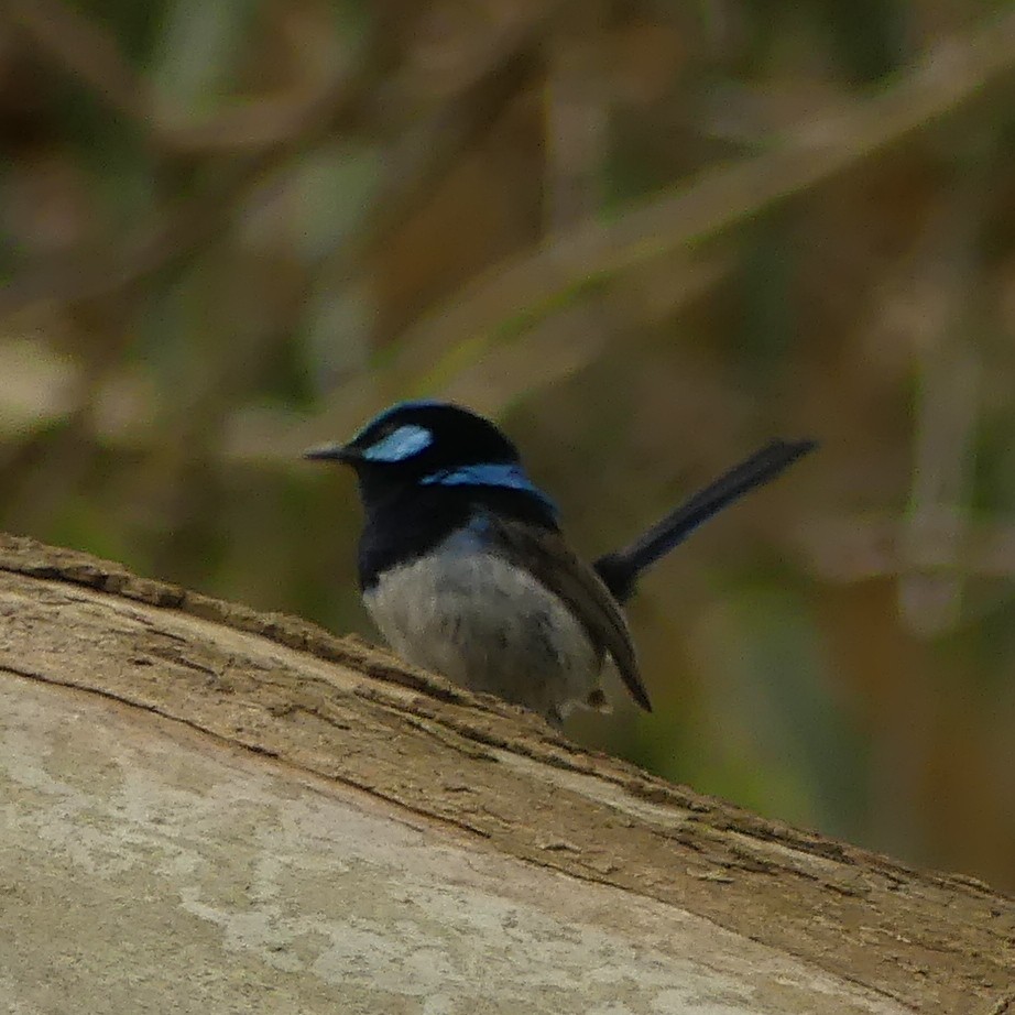 Superb Fairywren - ML462615101