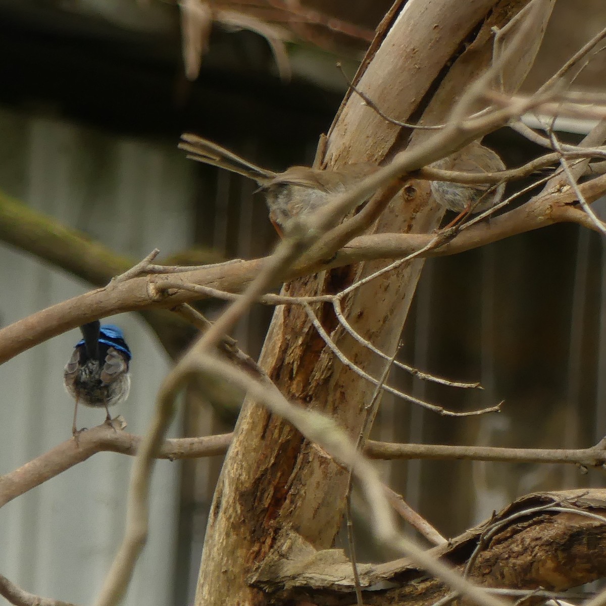 Superb Fairywren - ML462615141