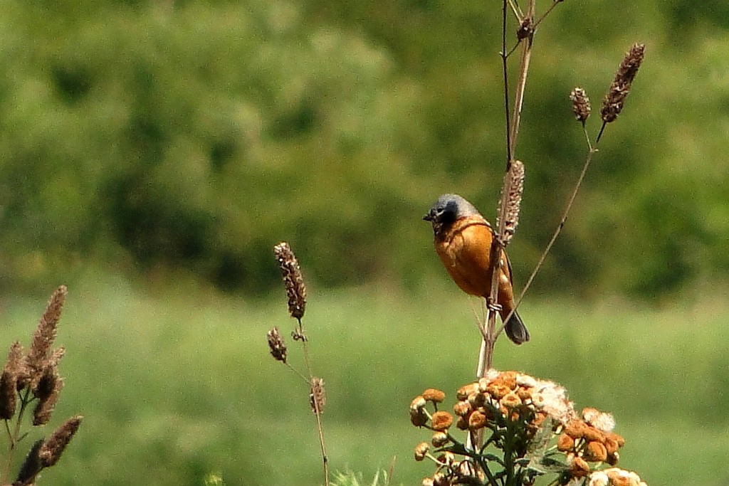 Dark-throated Seedeater - ML46261521