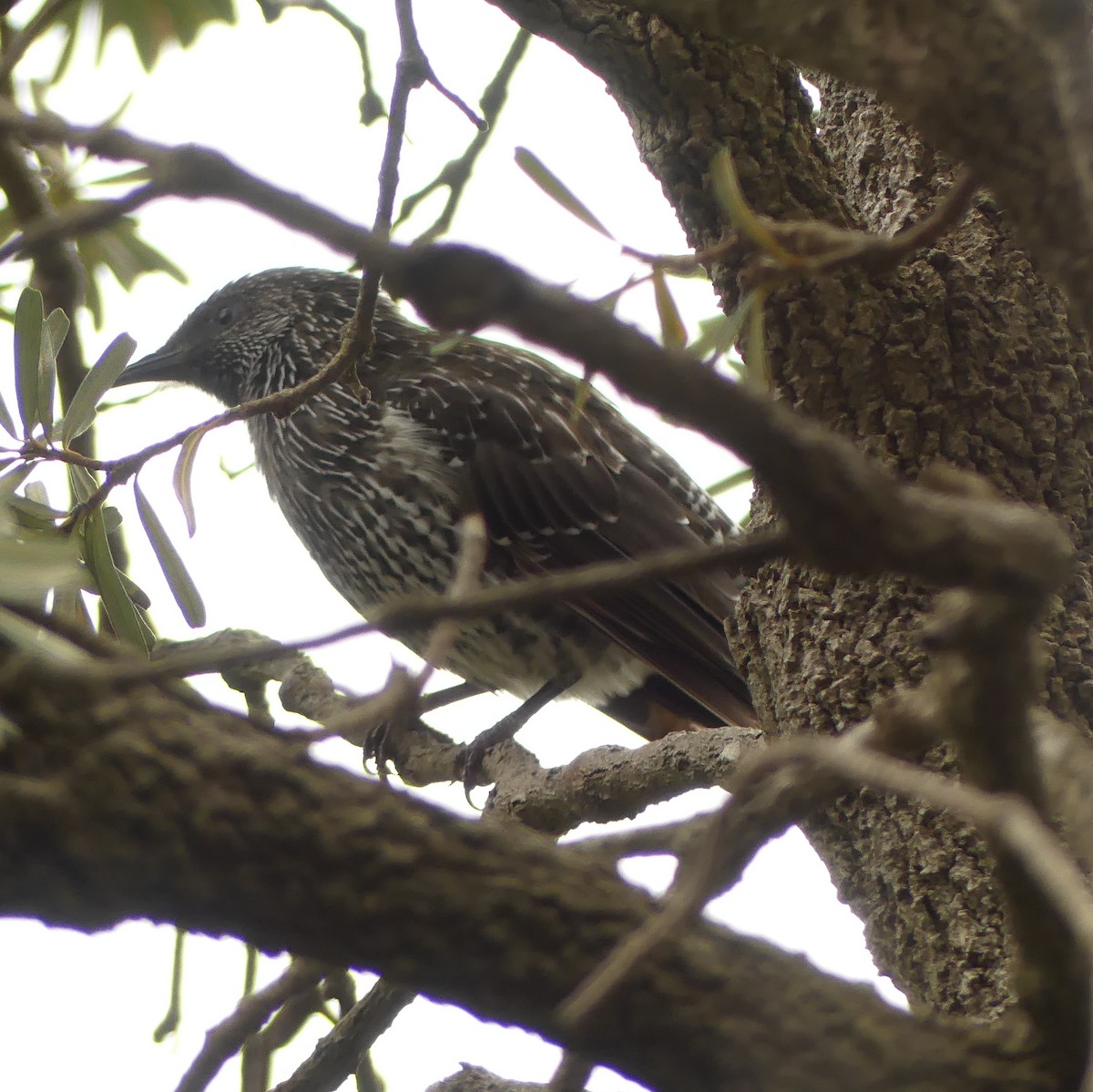 Little Wattlebird - Diana Flora Padron Novoa