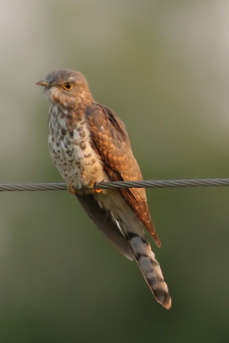 Common Hawk-Cuckoo - ML462615591