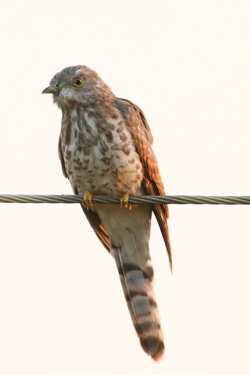 Common Hawk-Cuckoo - ML462615621