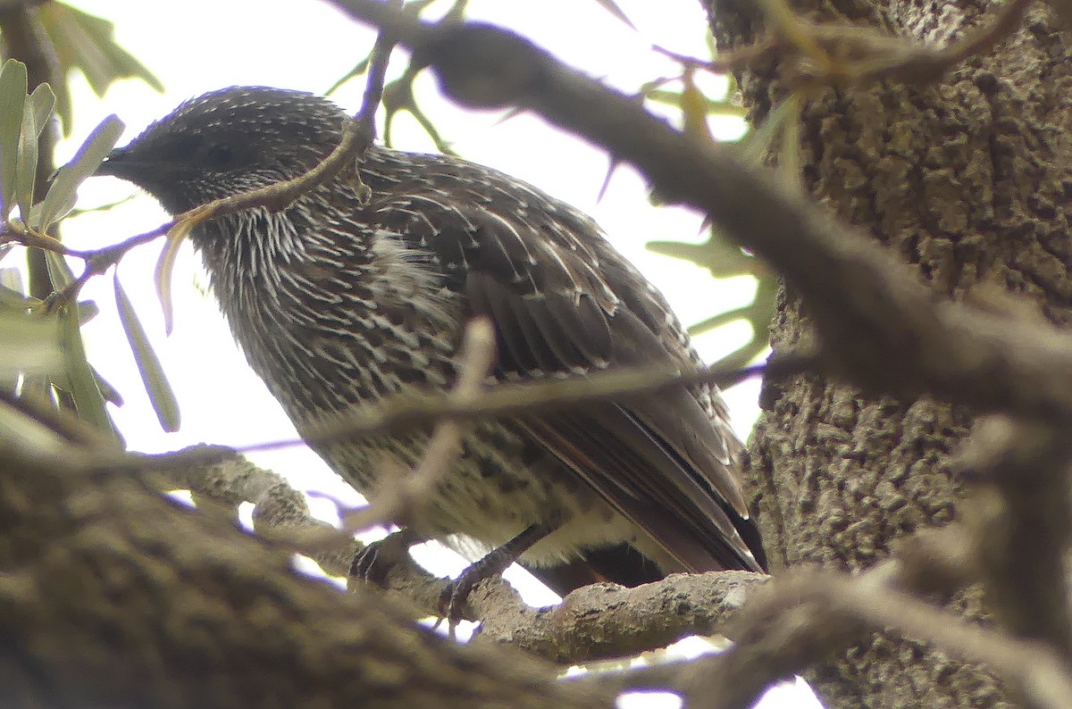 Little Wattlebird - ML462615641