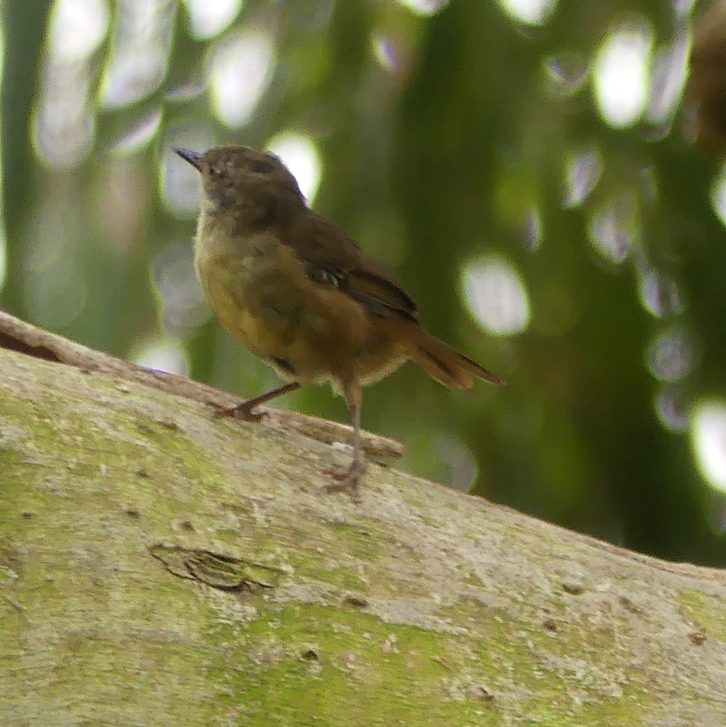 White-browed Scrubwren - ML462616941