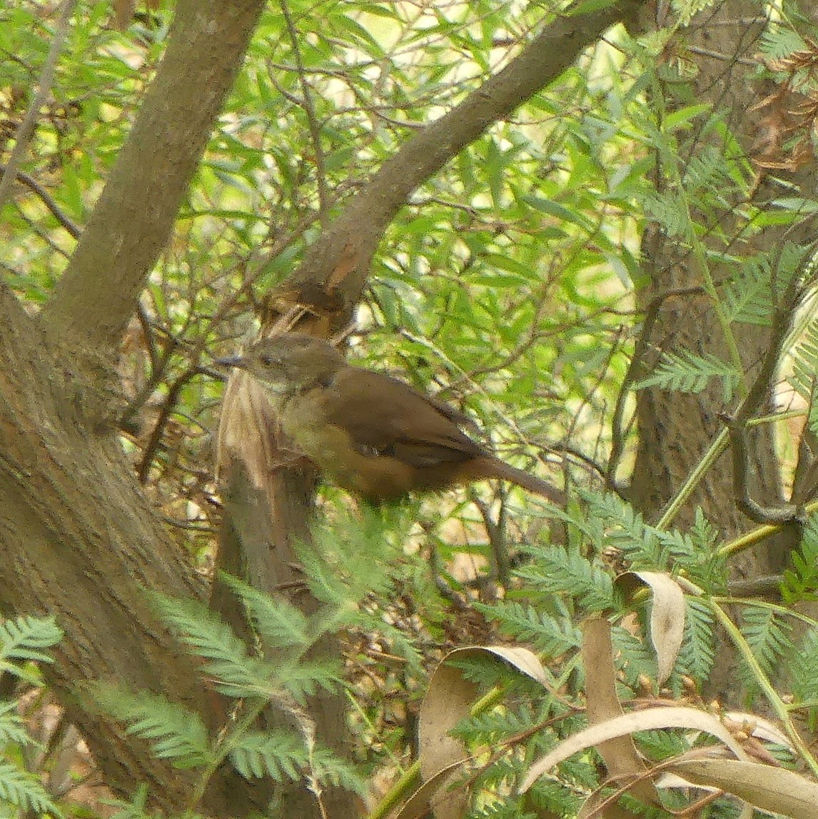 White-browed Scrubwren - ML462616951