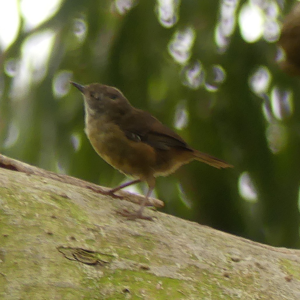 White-browed Scrubwren - Diana Flora Padron Novoa