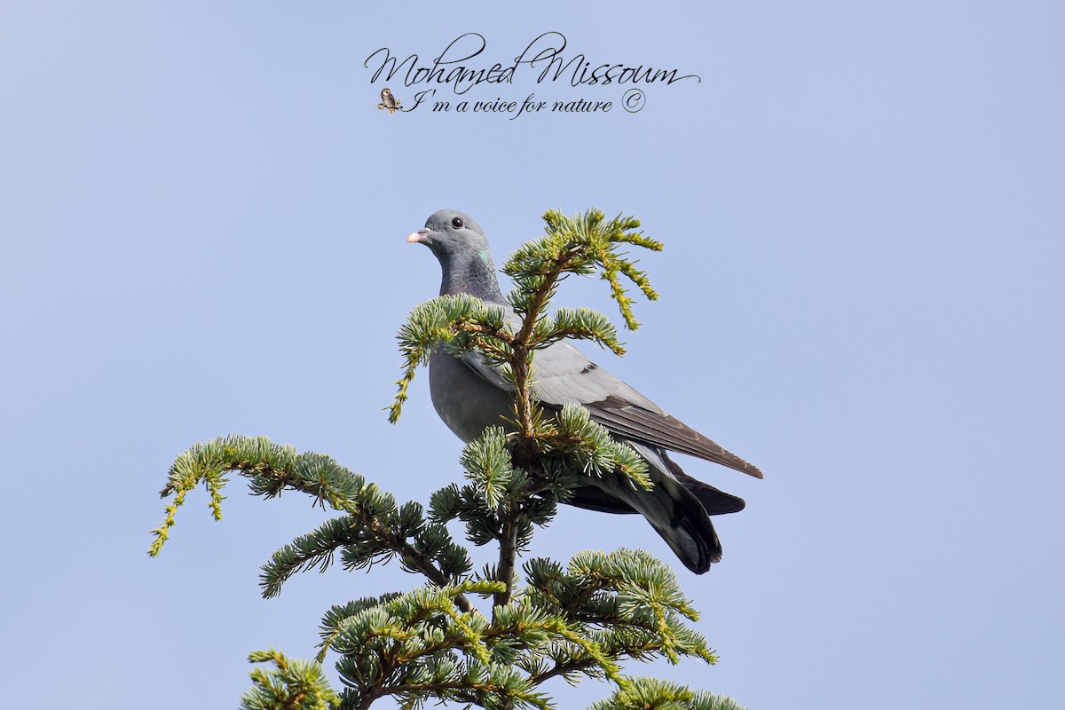 Stock Dove - ML462617021