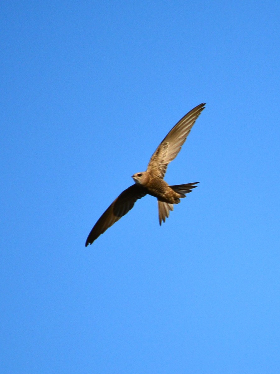 Pallid Swift - ML462618221