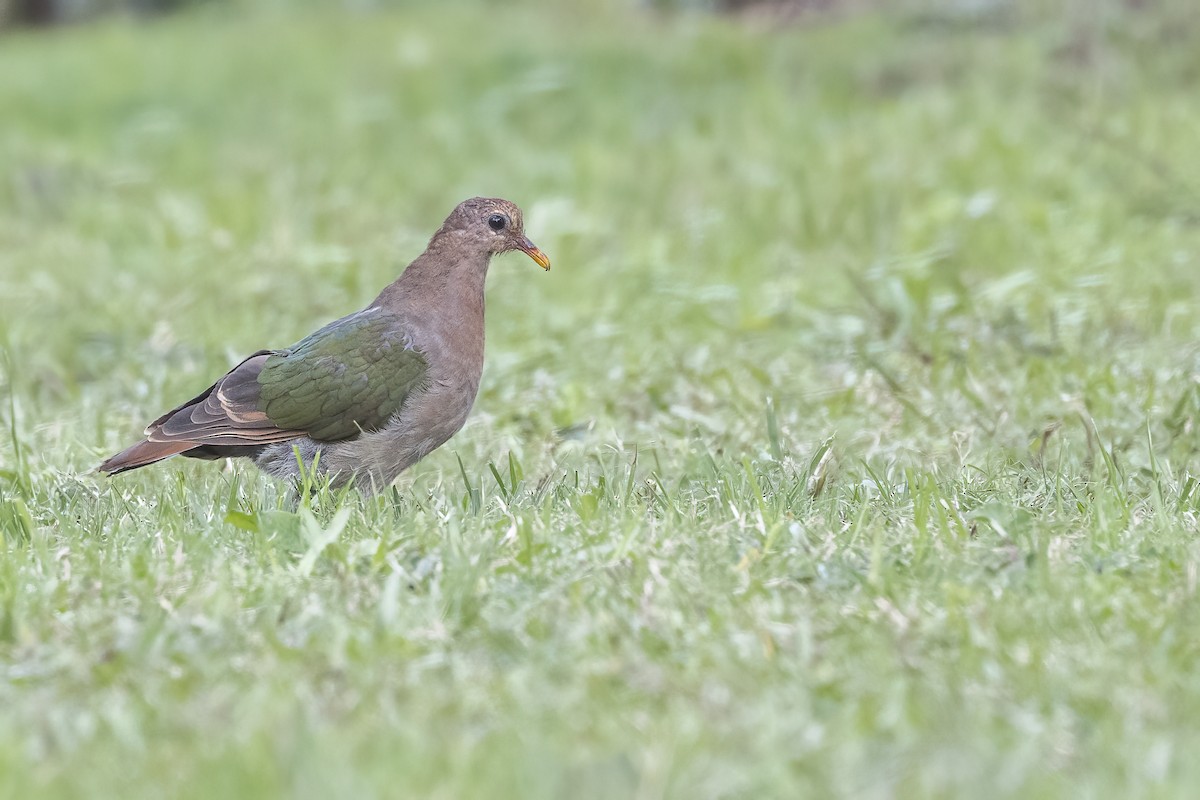 Pacific Emerald Dove - ML462619151