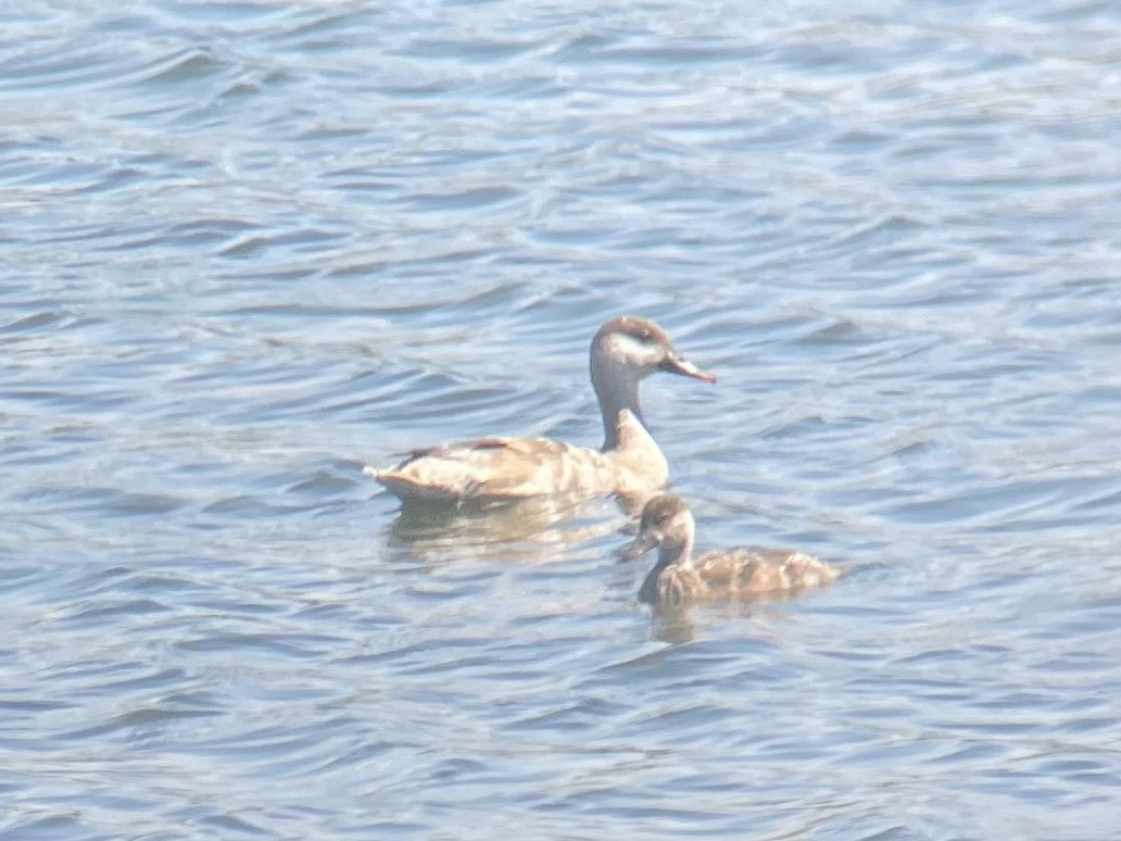 Pato Colorado - ML462619481