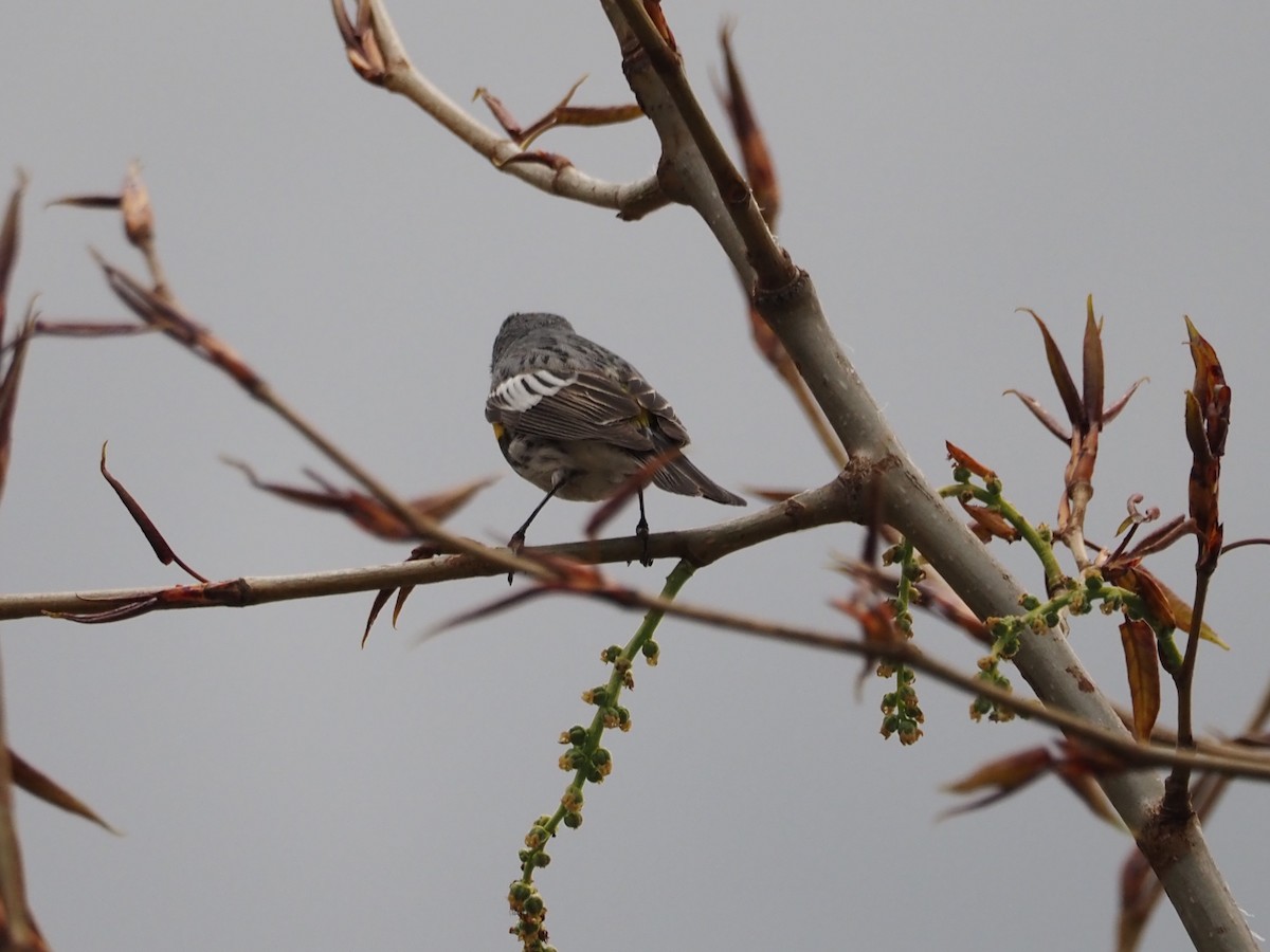 Yellow-rumped Warbler - ML462619791