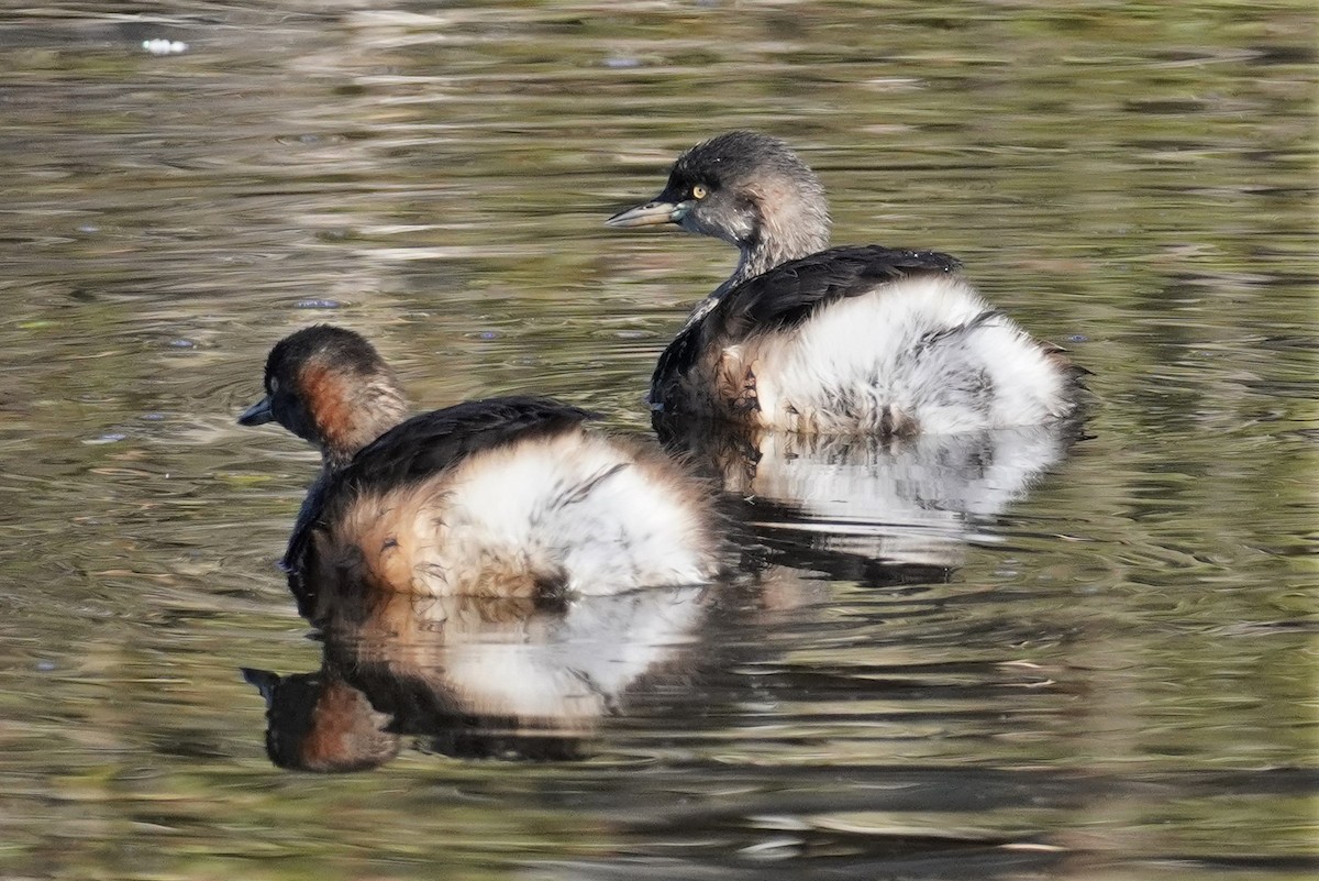 Australasian Grebe - ML462620161