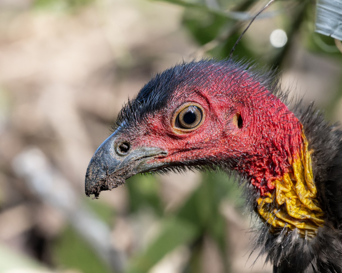 Australian Brushturkey - Ben Johns