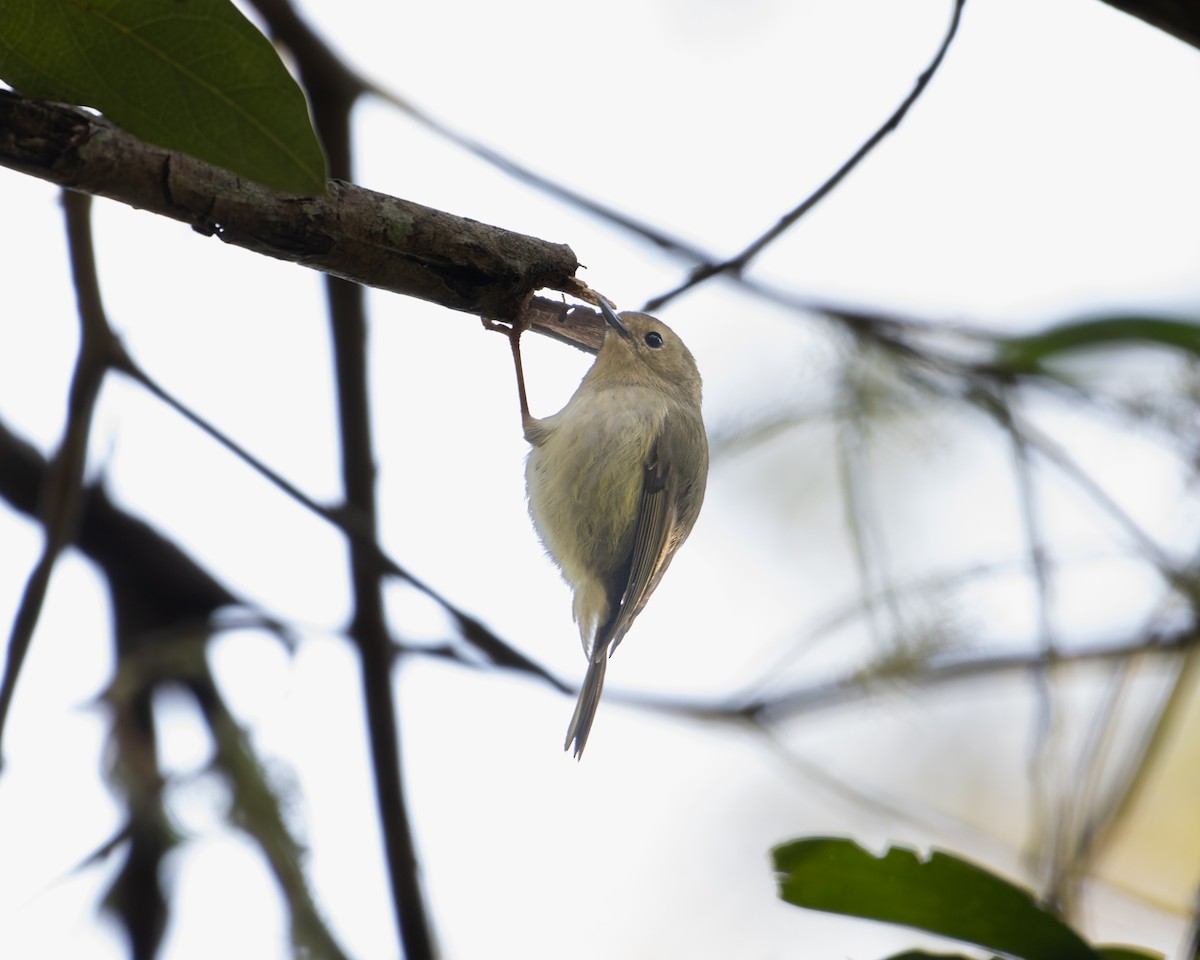 Large-billed Scrubwren - ML462621071
